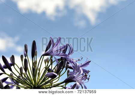Agapanthus Flowers.