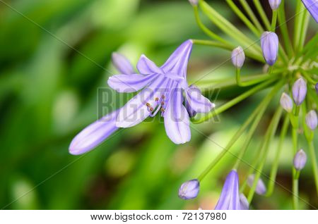 Agapanthus Flowers.