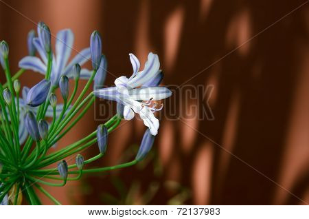 Agapanthus Flowers.