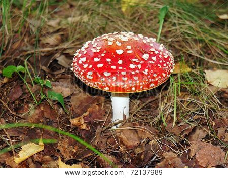 Red Agaric In The Forest Close Up