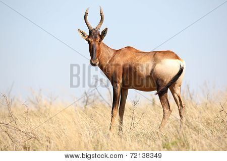 Red Hartebeest Antelope