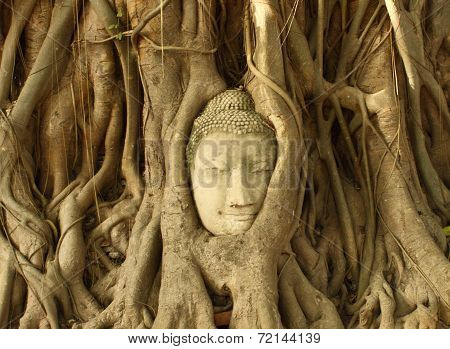 Stone Budda Head Traped In The Tree Roots At Wat Mahatha