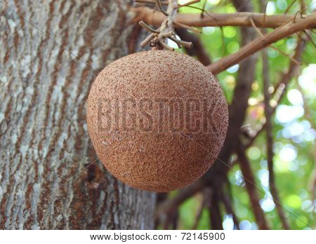 Cannonball Texture Background