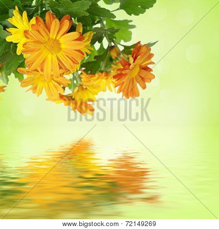 Chrysanthemum floral background