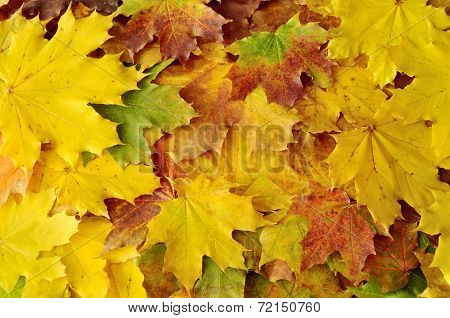 autumn colours marple leaves