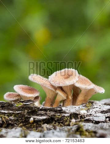 Young Hairy Mushroom Cluster On Hardwood Log