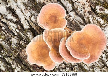 Mushrooms on log  Close-up