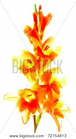 gladiolus