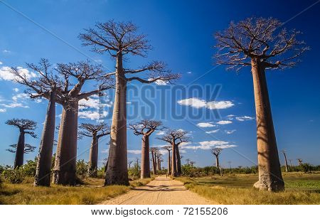 Avenida de Baobab