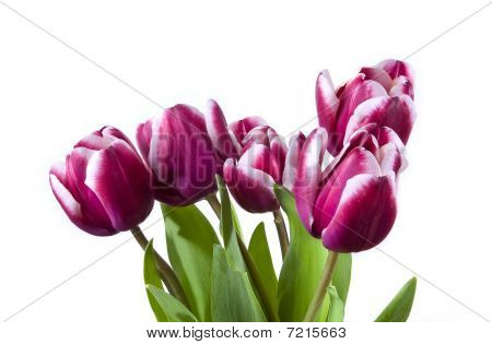 Pět tulipány