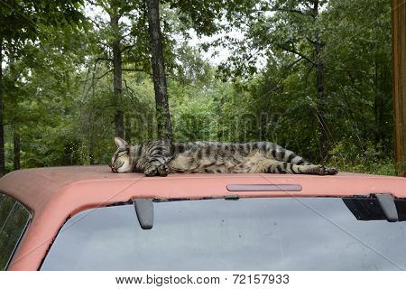Cat Sleeping on a Truck Top in Missouri