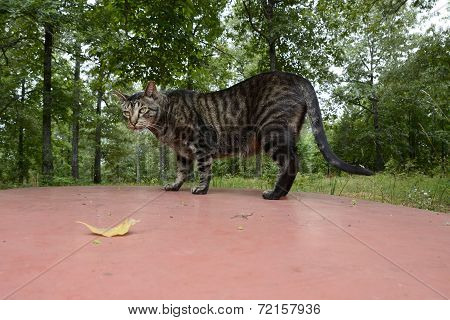 Cat Resting on Truck Top in Missouri
