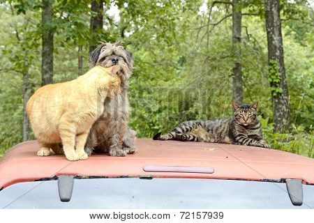 Cats and Dogs in the Missouri Forest