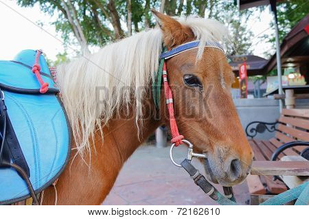 Horse