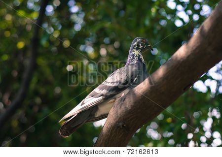 Dove