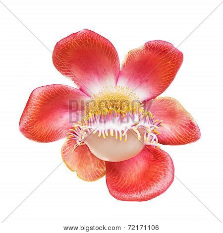 Cannonball Flower