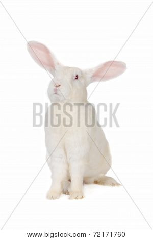 Rabbit