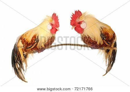 Cock