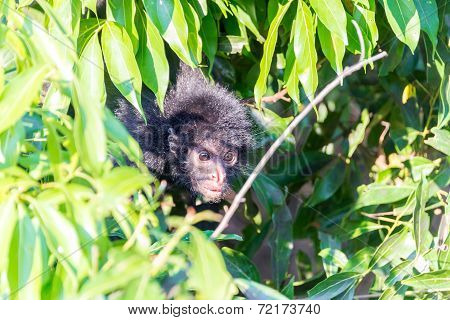 Spider Monkey And Foliage