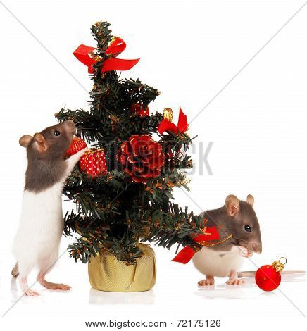 Rat