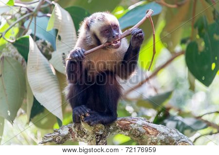 Capuchin Monkey Chewing On A Stick