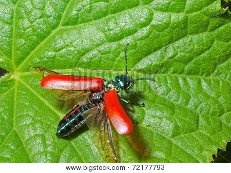 Red Beetle