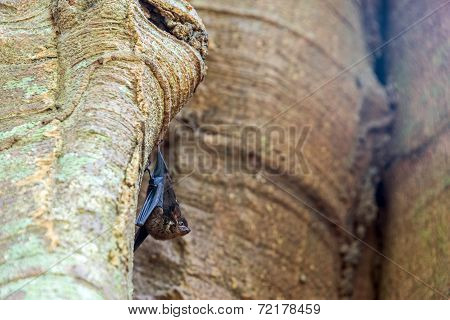 Small Bat In Bolivia