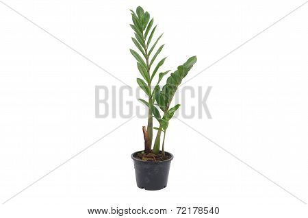 Zamioculcas Zamifolia Tree Isolated On White Background