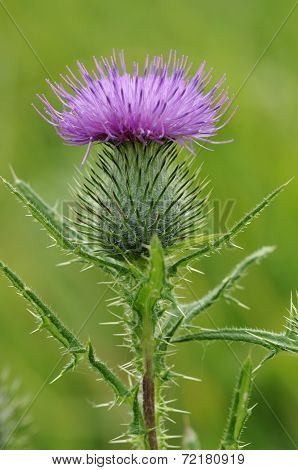 Spear Thistle