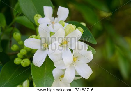 Murraya Paniculata