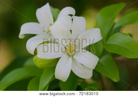 Murraya Paniculata
