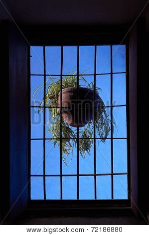 Hanging Plant Against Blue Wall