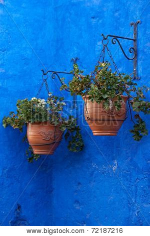 Flowers Against Blue Wall