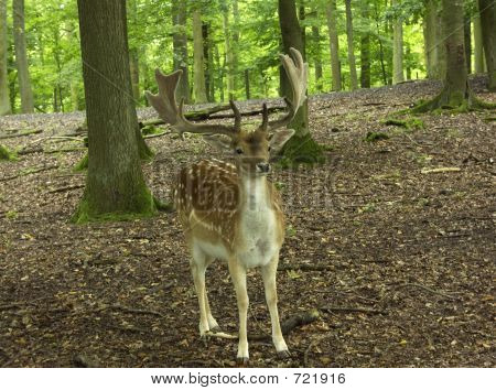 Hirsch