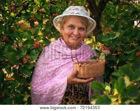 Elderly woman wearing a hat in a garden collects berries