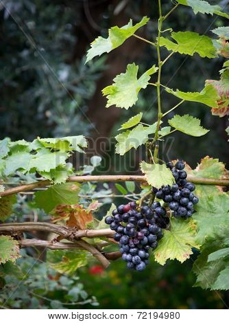 Grapes On Vine Stock
