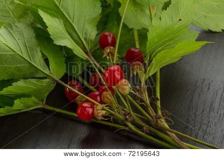 Stone Bramble