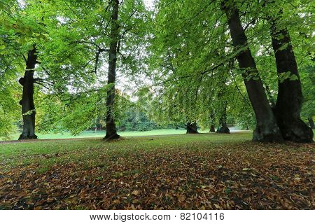 First Morning Light In The Park In October