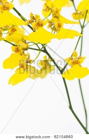 Yellow Oncidium Dancing Lady Orchids