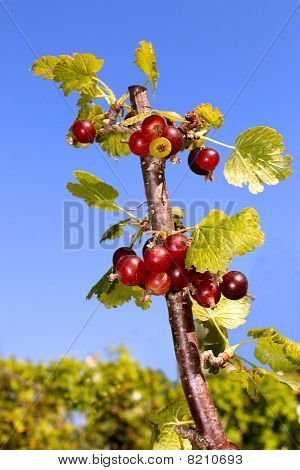 BES branch