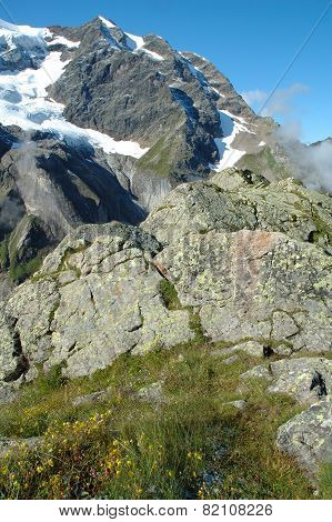 Flowers Rock And Peaks In Snow Nearby Grindelwald In Switzerland