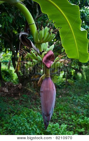 frutas de plátano