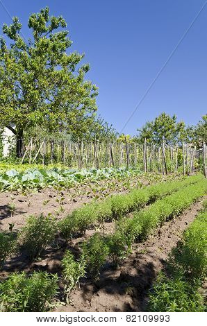 Growing Bio Vegetables In The Northern Bulgaria In The Summer