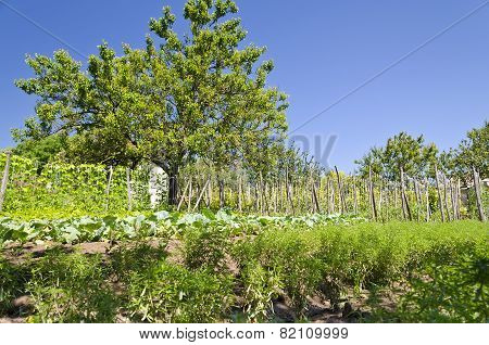 Growing Bio Vegetables In The Northern Bulgaria In The Summer