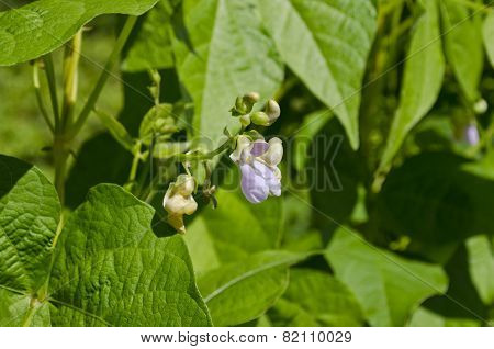 Young Stalks Of A String Bean In The Garden