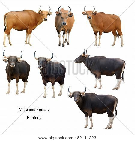 Male And Female Banteng  Isolated