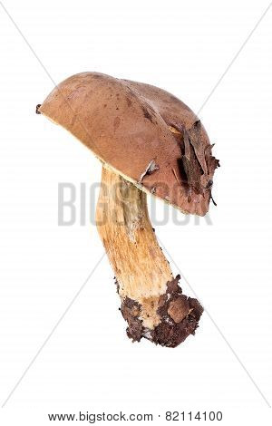 Mossiness Mushroom Or Xerocomus