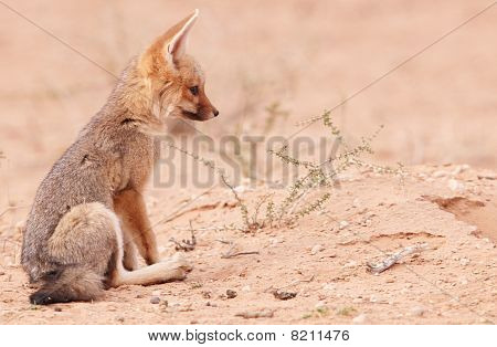 Avviso sciacallo dalla gualdrappa (canis Mesomelas)