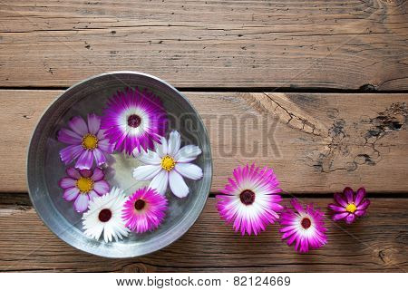 Silver Bowl With Cosmea Blossoms And Copy Space
