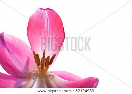 Close Up Of Tulip Petal Isolated With Copy Space